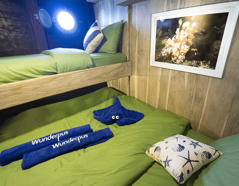 Double Cabin cabin aboard Wunderpus Liveaboard liveaboard